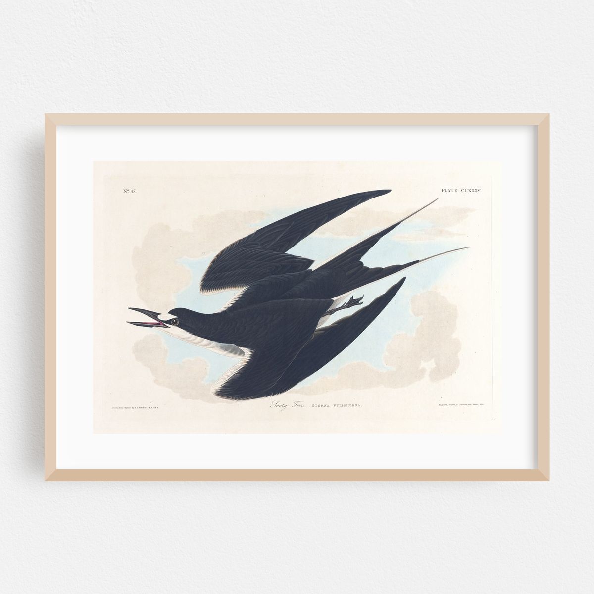 Sooty tern (1827–1838) – image 1 of 6