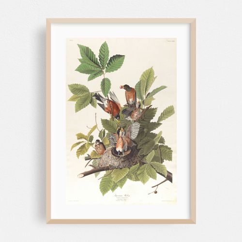 American robin (1827–1838)