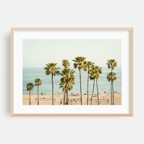 Palm Trees, Corona Del Mar