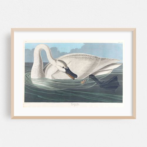 Trumpeter swan (1827–1838)