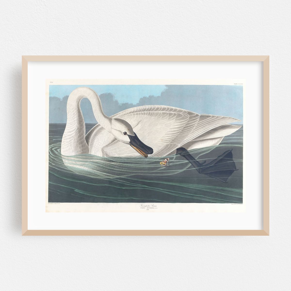 Trumpeter swan (1827–1838) – image 1 of 6