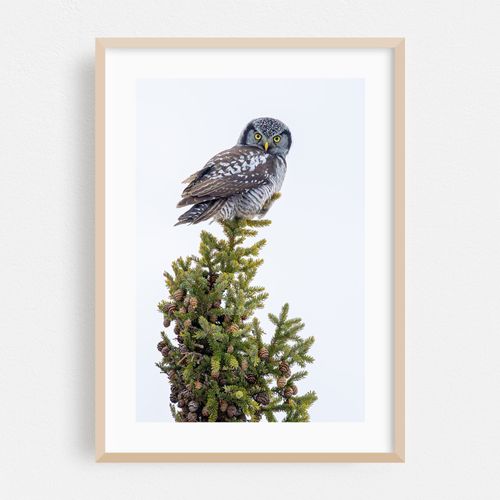 Northern Hawk Owl Perched on Pine Tree Branch