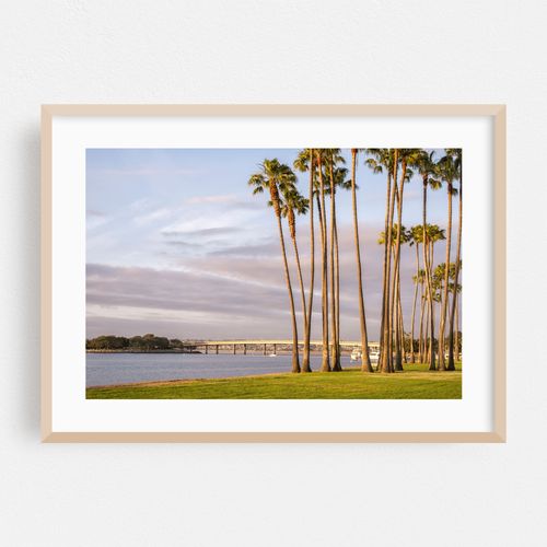 Palm Tranquility - Mission Bay Park