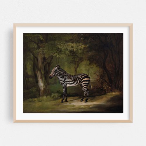 Zebra (1763)