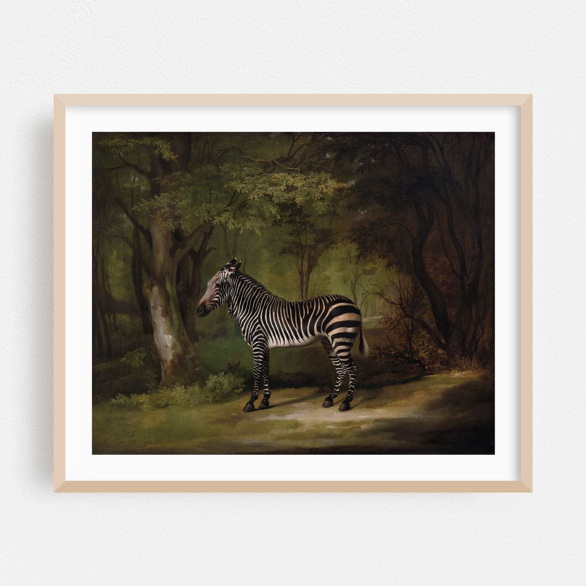 Zebra (1763) – image 1 of 5