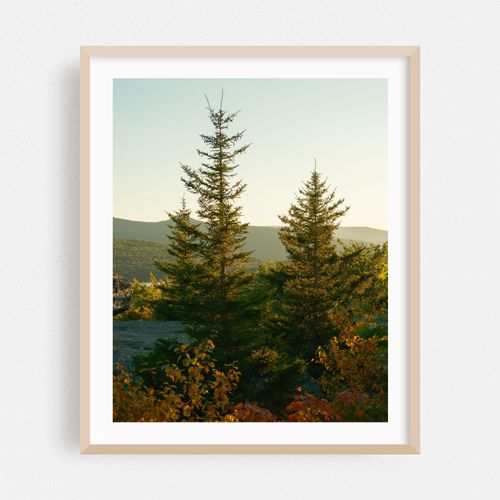Pines at Sunset Rock 01