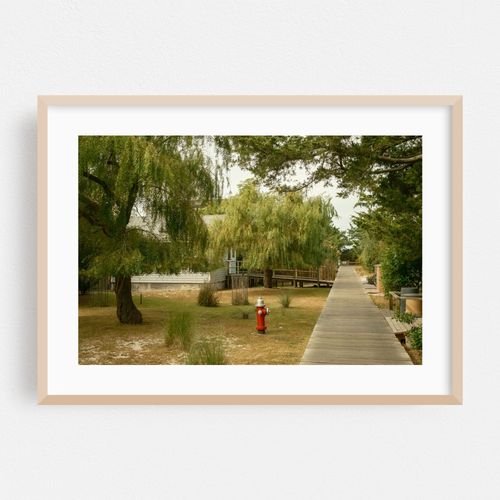 Weeping Willows in Saltaire, Fire Island