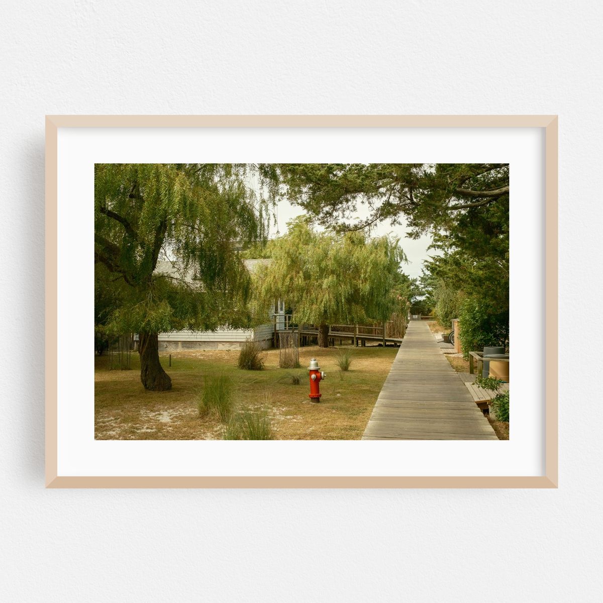Weeping Willows in Saltaire, Fire Island – image 1 of 6