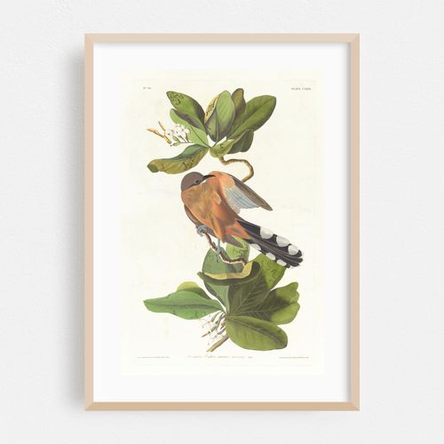 Mangrove cuckoo (1827–1838)