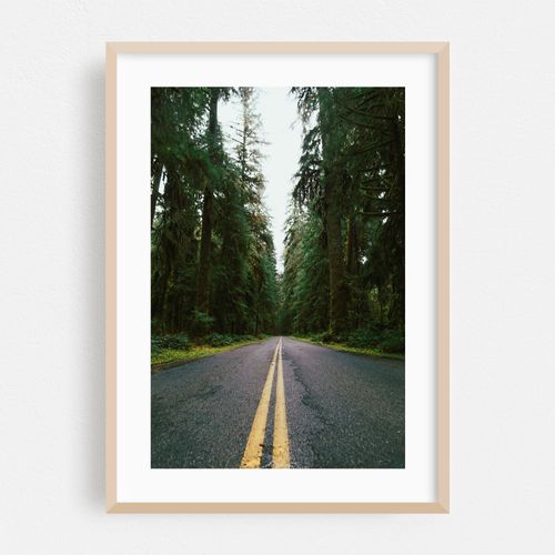 Pacific Northwest Rainforest Drive