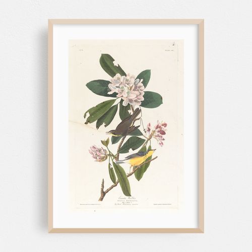 Canada warbler (1827–1838)