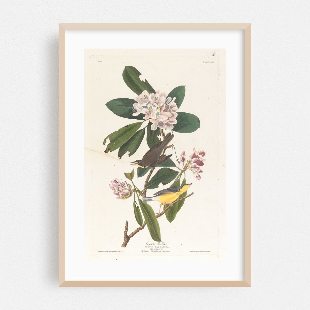 Canada warbler (1827–1838) – image 1 of 16