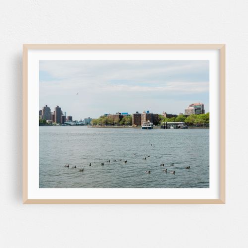 Ducks in the East River