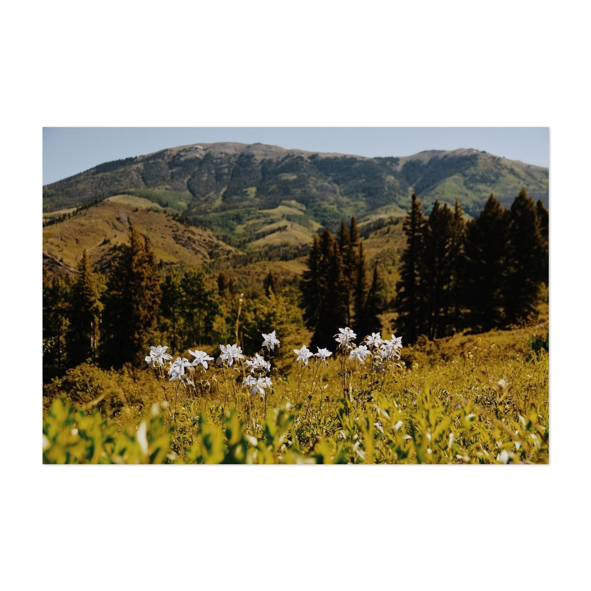 Acorn Creek Columbines – image 1 of 2