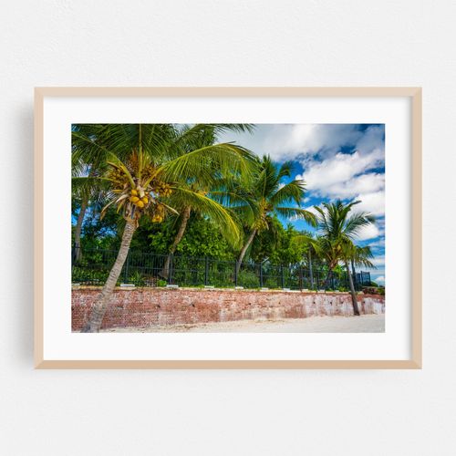 Higgs Beach Palms