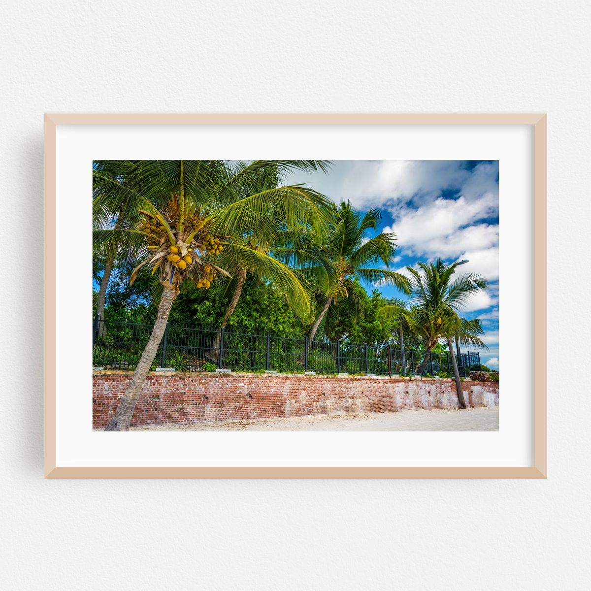 Higgs Beach Palms – image 1 of 6