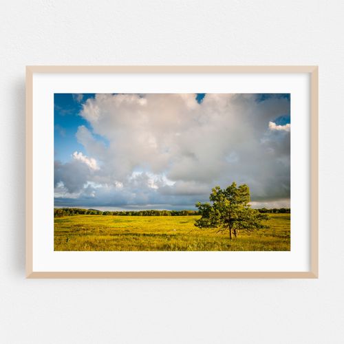 Big Meadows Tree