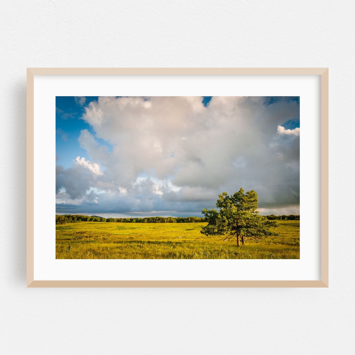 Big Meadows Tree – image 1 of 9