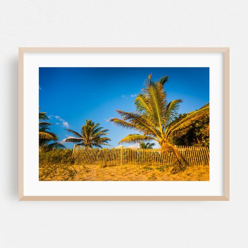 Palm trees at Coral Cove
