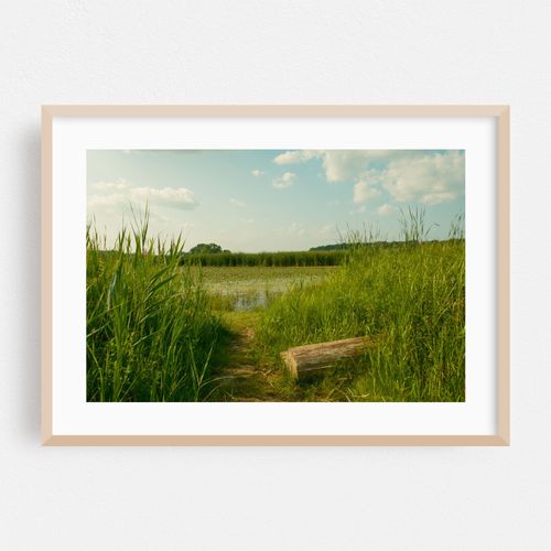 Wetland at Lions Park, Niskayuna 02