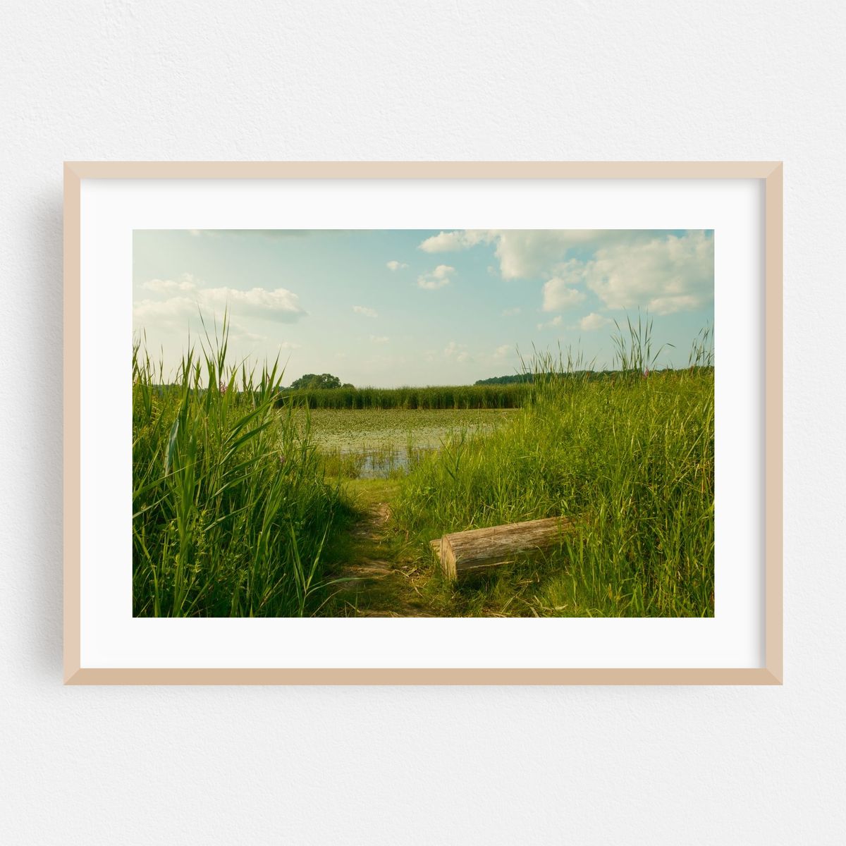 Wetland at Lions Park, Niskayuna 02 – image 1 of 6