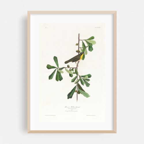 Roscoe’s yellow-throat (1827–1838)