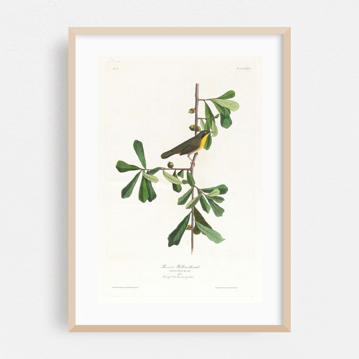 Roscoe’s yellow-throat (1827–1838) – image 1 of 16