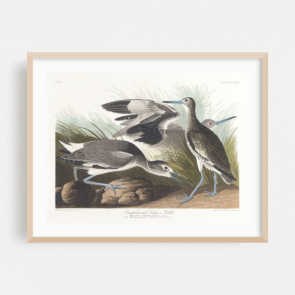 Semipalmated snipe or willet (1827–1838) – image 1 of 3