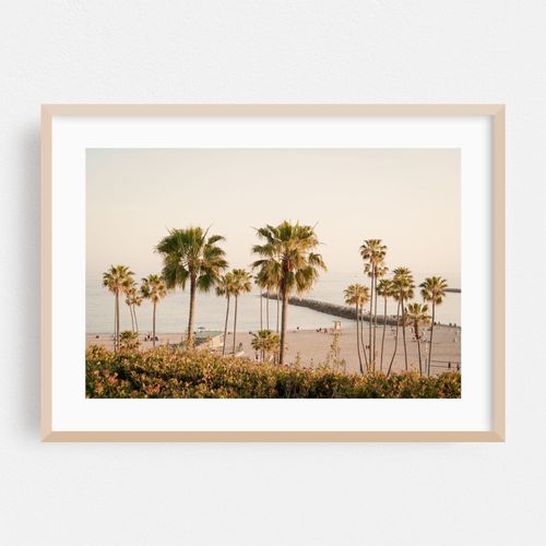 Palms in Corona Del Mar 01