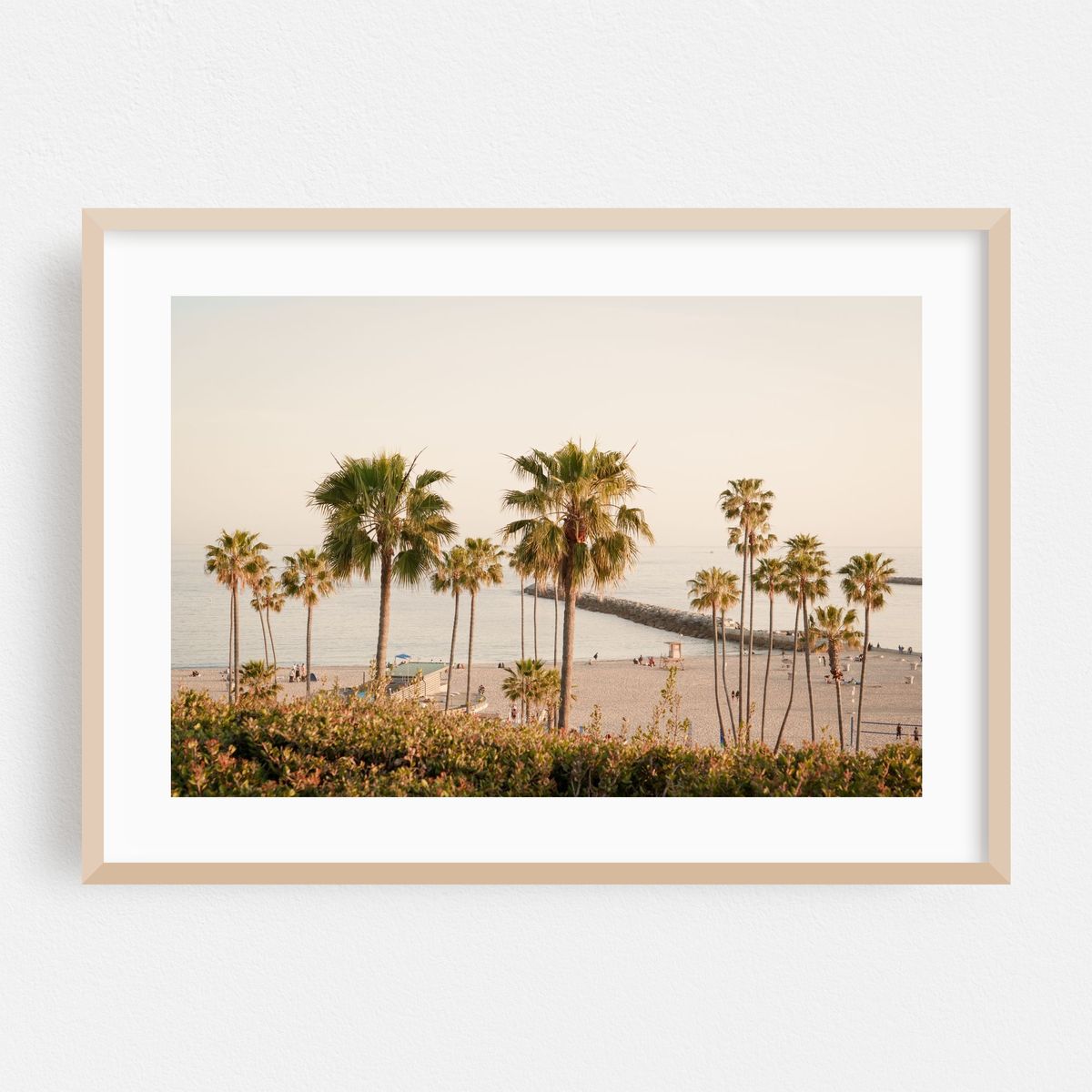 Palms in Corona Del Mar 01 – image 1 of 6