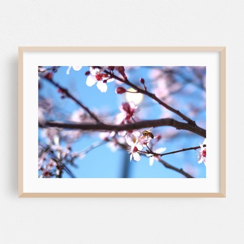 Blossoms and Bee Harmony
