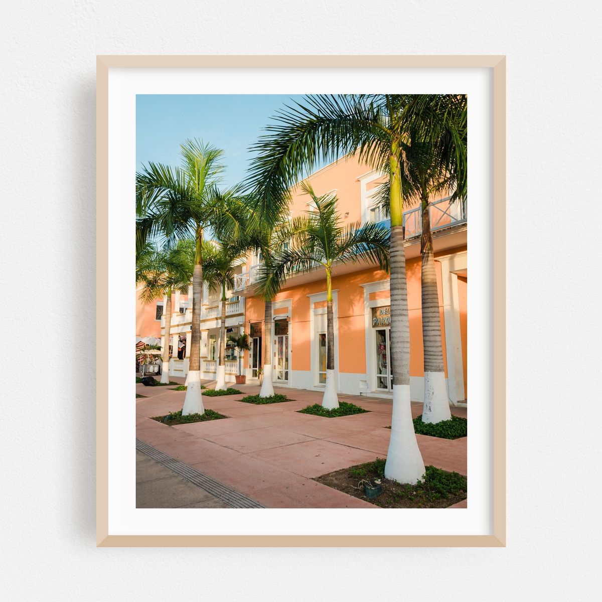 Palm Trees, Plaza del Sol – image 1 of 12
