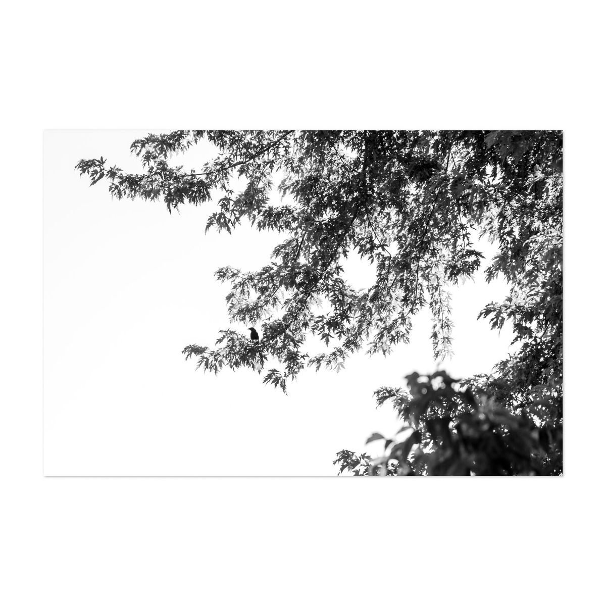Bird in the Trees – image 1 of 2