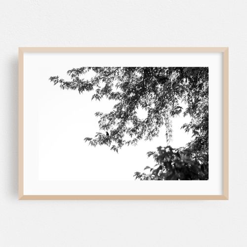 Bird in the Trees