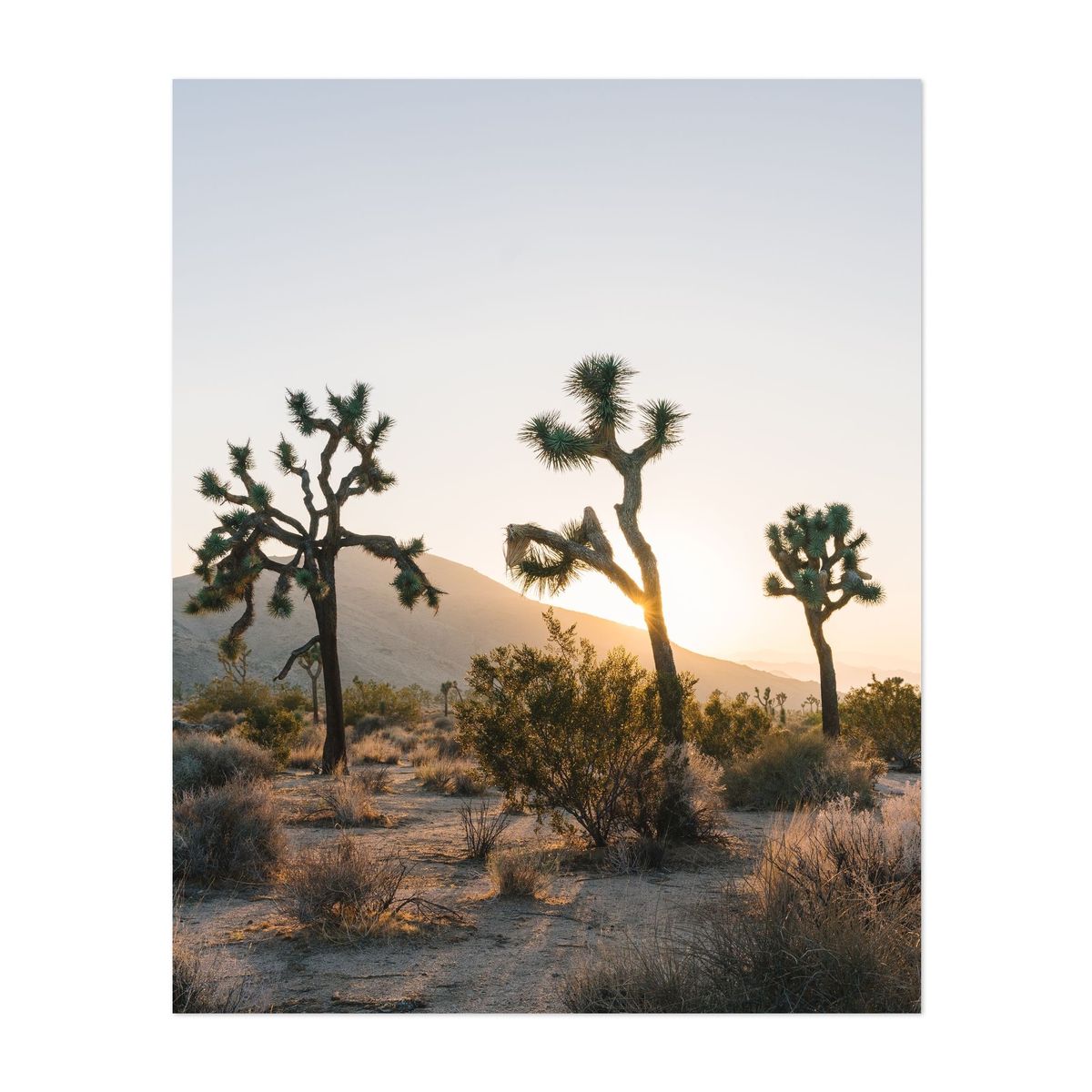 Three of Joshua Tree – image 1 of 2