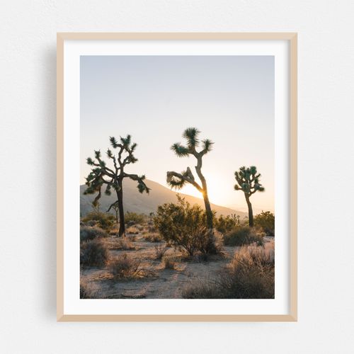 Three of Joshua Tree
