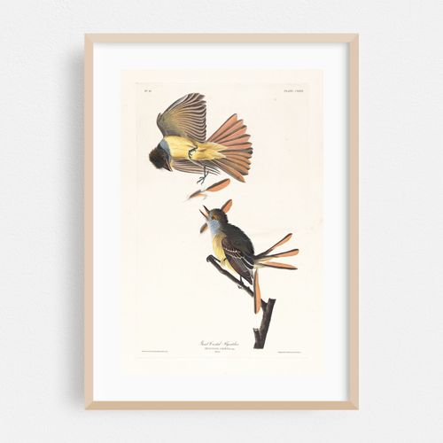 Great crested flycatcher (1827–1838)