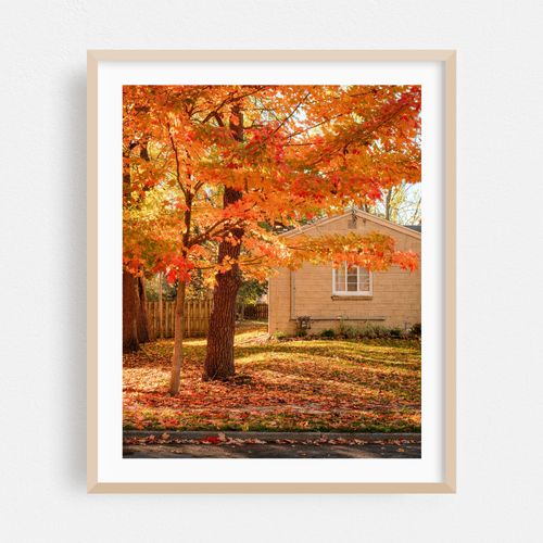 Autumn Color in East Aurora