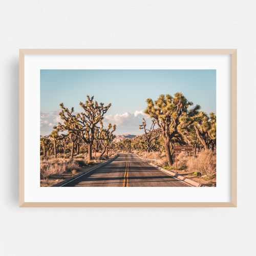 Joshua Tree Road 05