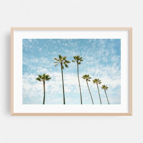 Palms in Manhattan Beach