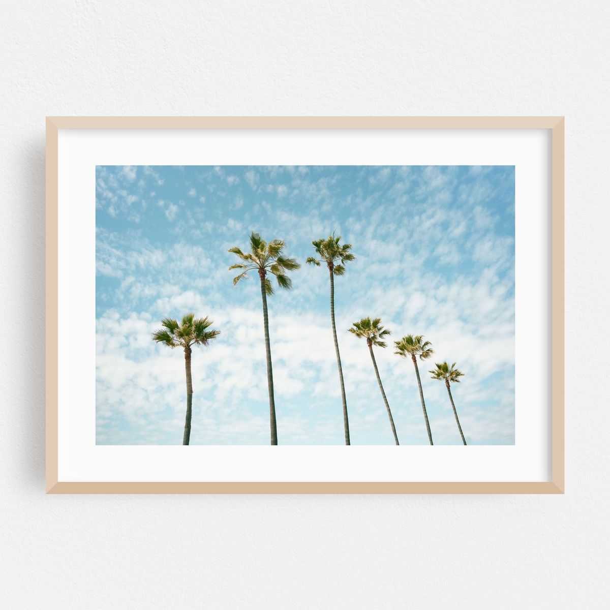 Palms in Manhattan Beach – image 1 of 6