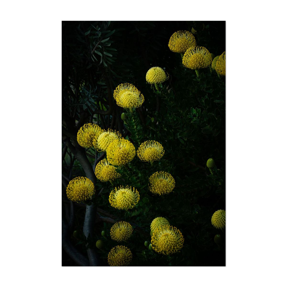 Golden Blooms in Shadow – image 1 of 2