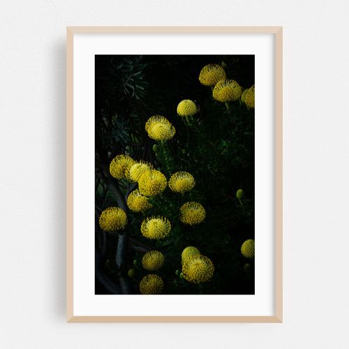 Golden Blooms in Shadow
