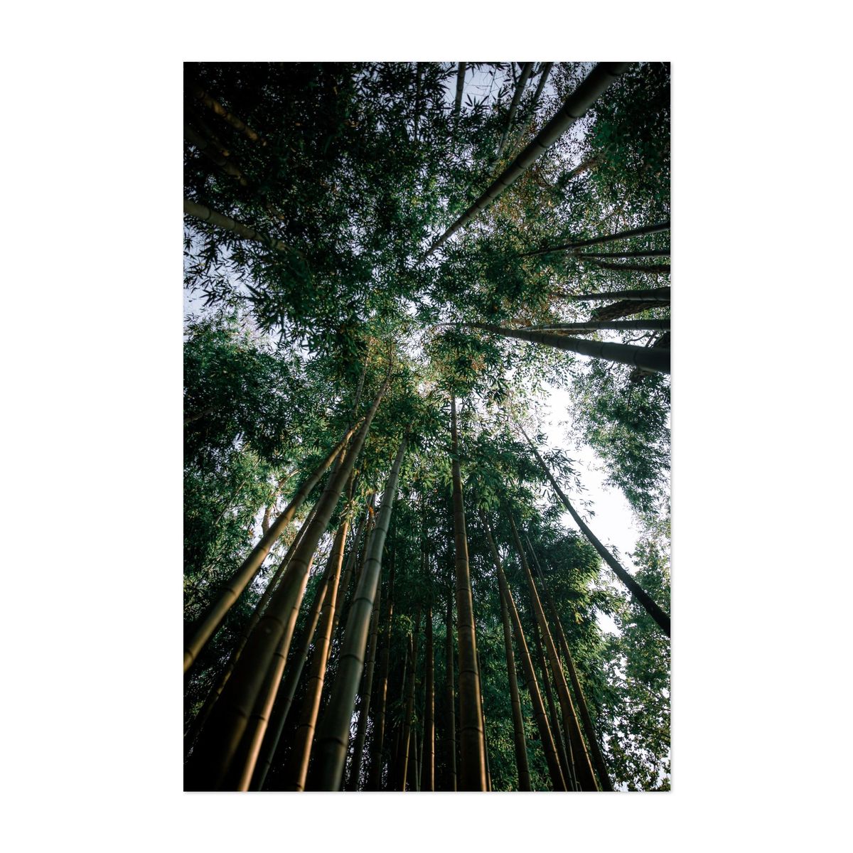 Bamboo – image 1 of 2