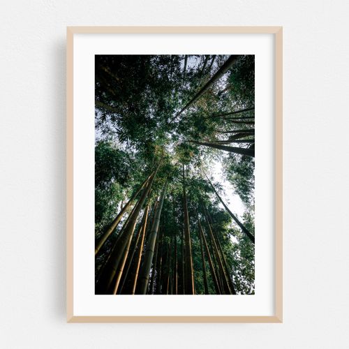 Bamboo