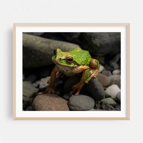 Frog Friend