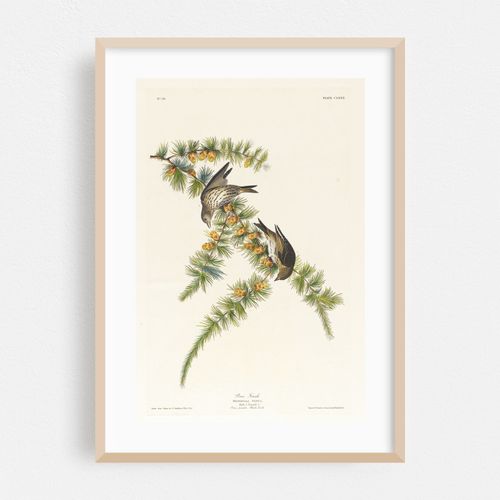 Pine finch (1827–1838)