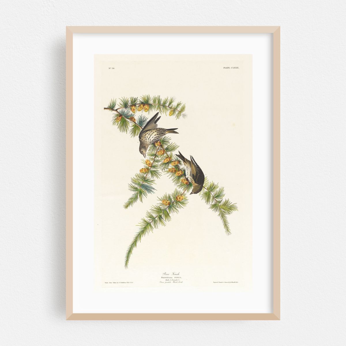 Pine finch (1827–1838) – image 1 of 16