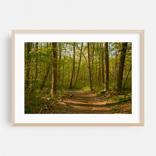 Ferncliff Forest, Rhinebeck 02