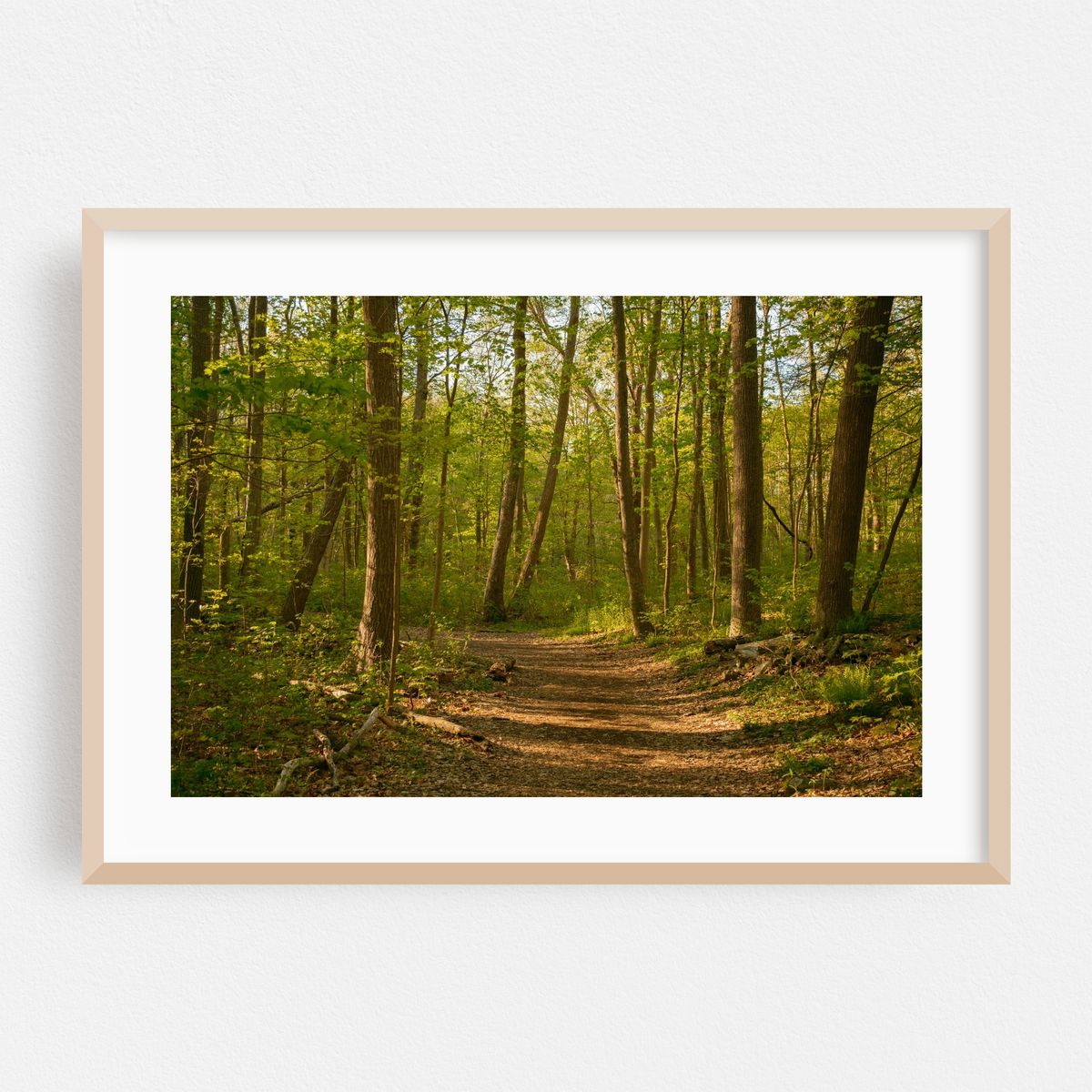 Ferncliff Forest, Rhinebeck 02 – image 1 of 6
